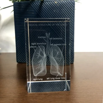 Človekove Anatomski Medicinske struktura pljuča Model K9 Kristalno Laserski 3D Notranji Kip Figurice Miniature Kristalno Obrti