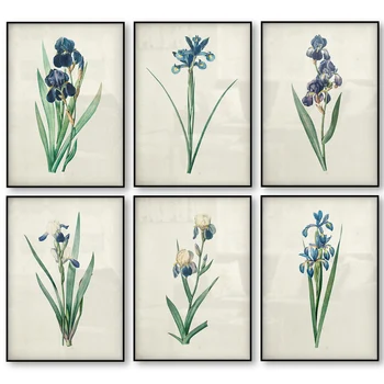 Botanični Iris Cvet Letnik Plakat Modra Cvetlični Rastlin Antična Znanost Ilustracije Risanje Slike Wall Art Platno, Tisk Dekor